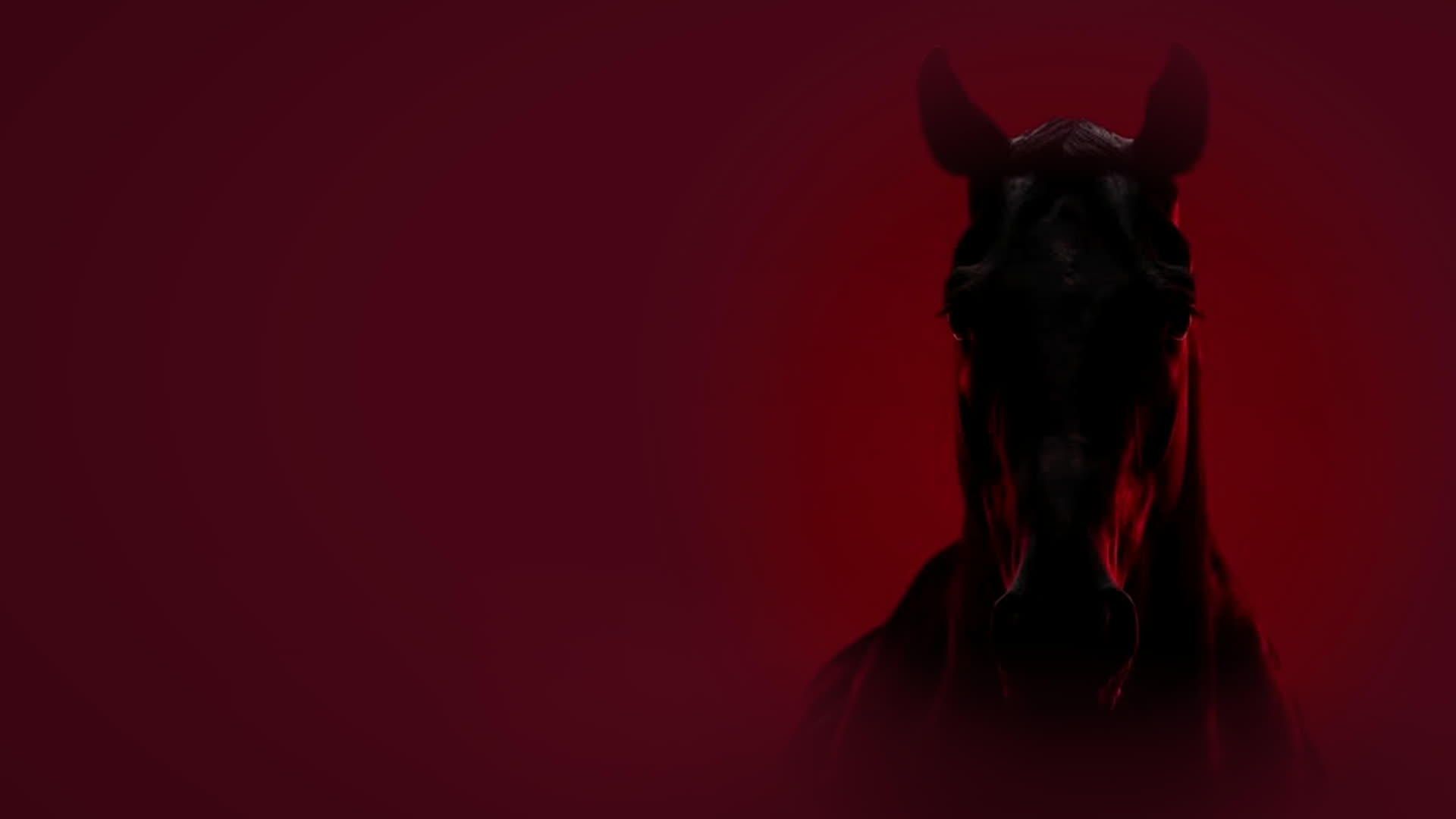 Retrato frontal de um cavalo preto sob luz de contorno, sobre fundo bordô.